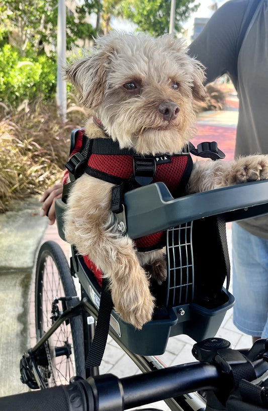Chewy's Big Adventures: How a Rescued Dog Found His Ride