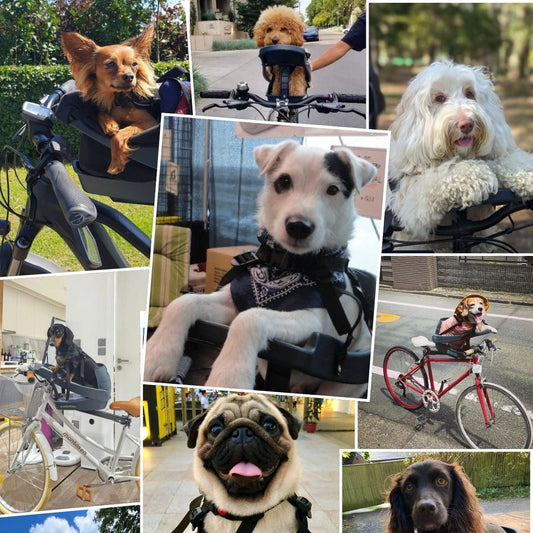 Pet Bike Baskets vs. BuddyRider®: A Better Way to Bike With Your Pet