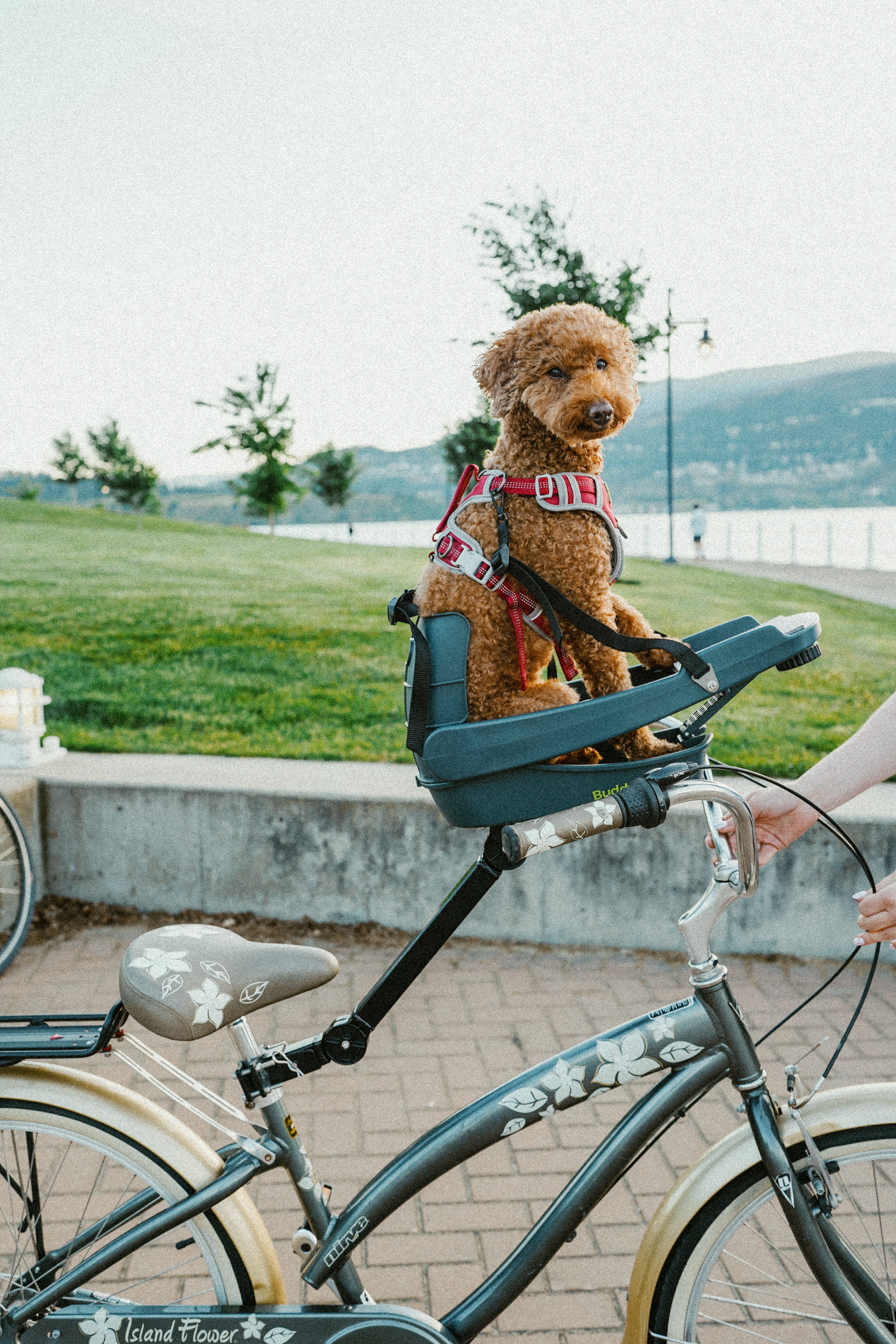 All Buddyrider Products – Buddyrider AU