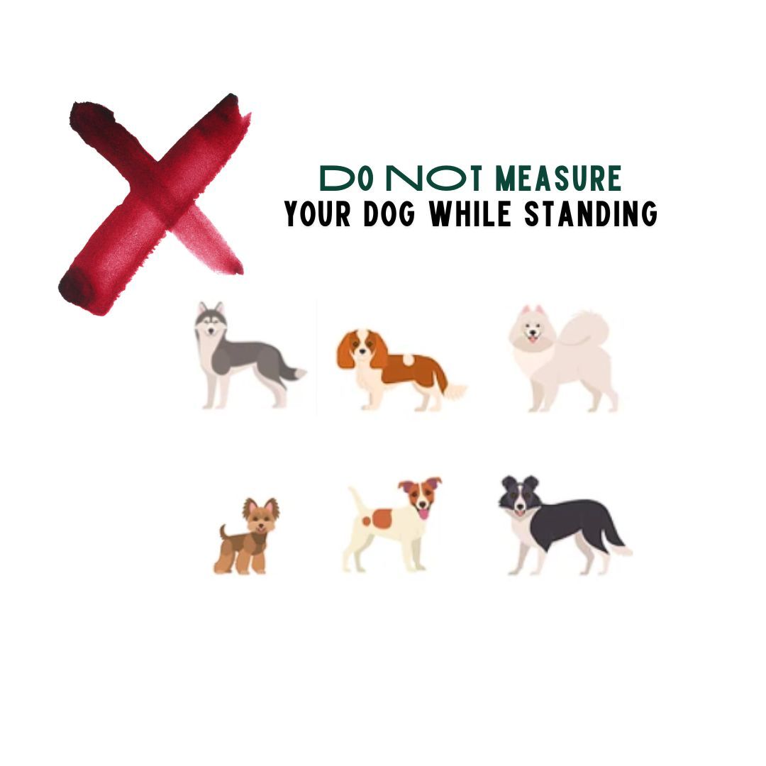 BuddyRider® Series 2