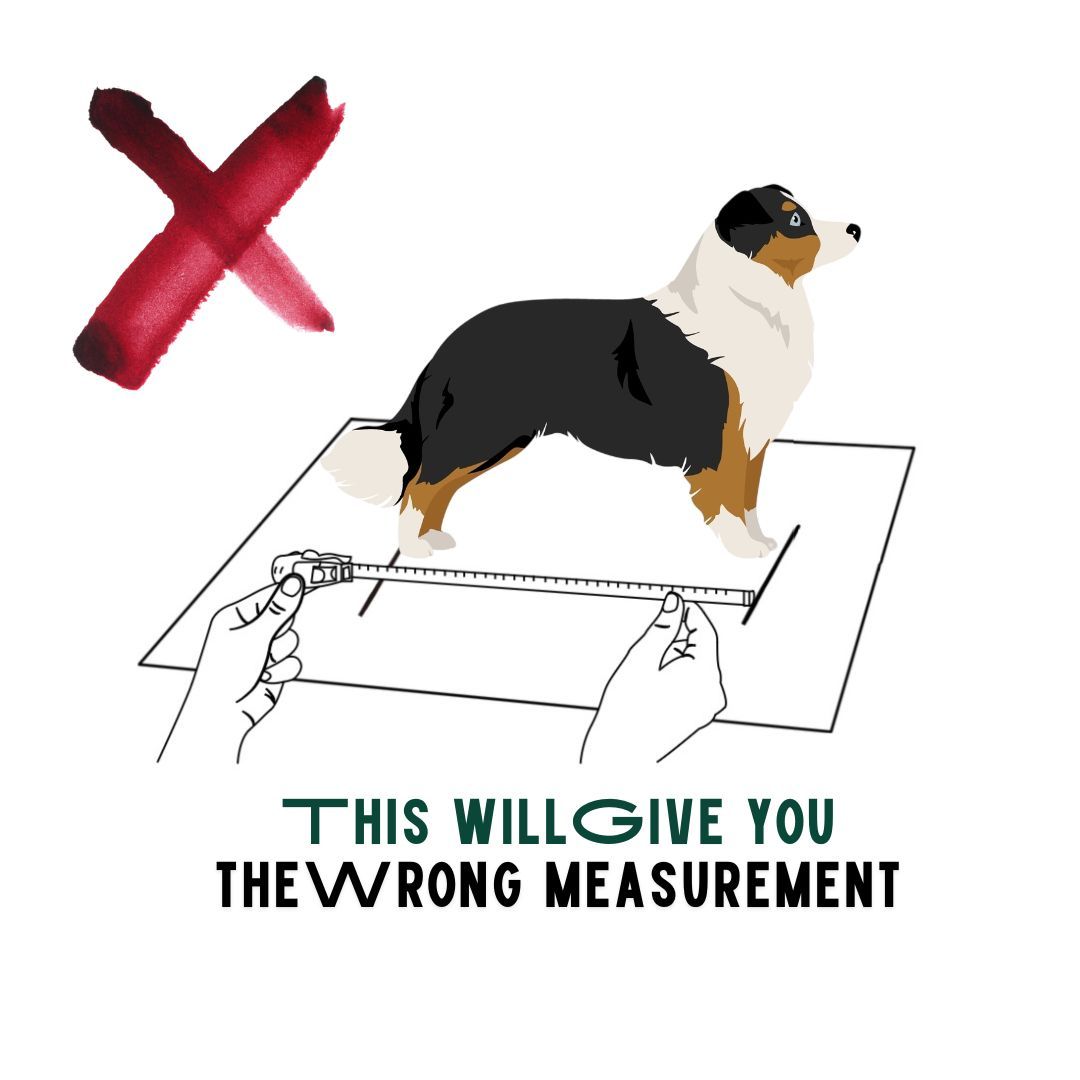 BuddyRider® Series 2