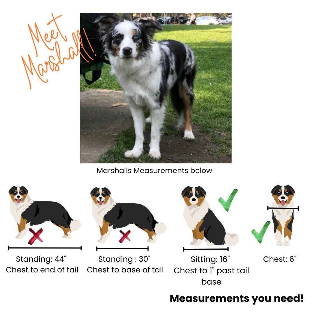 BuddyRider® Series 2